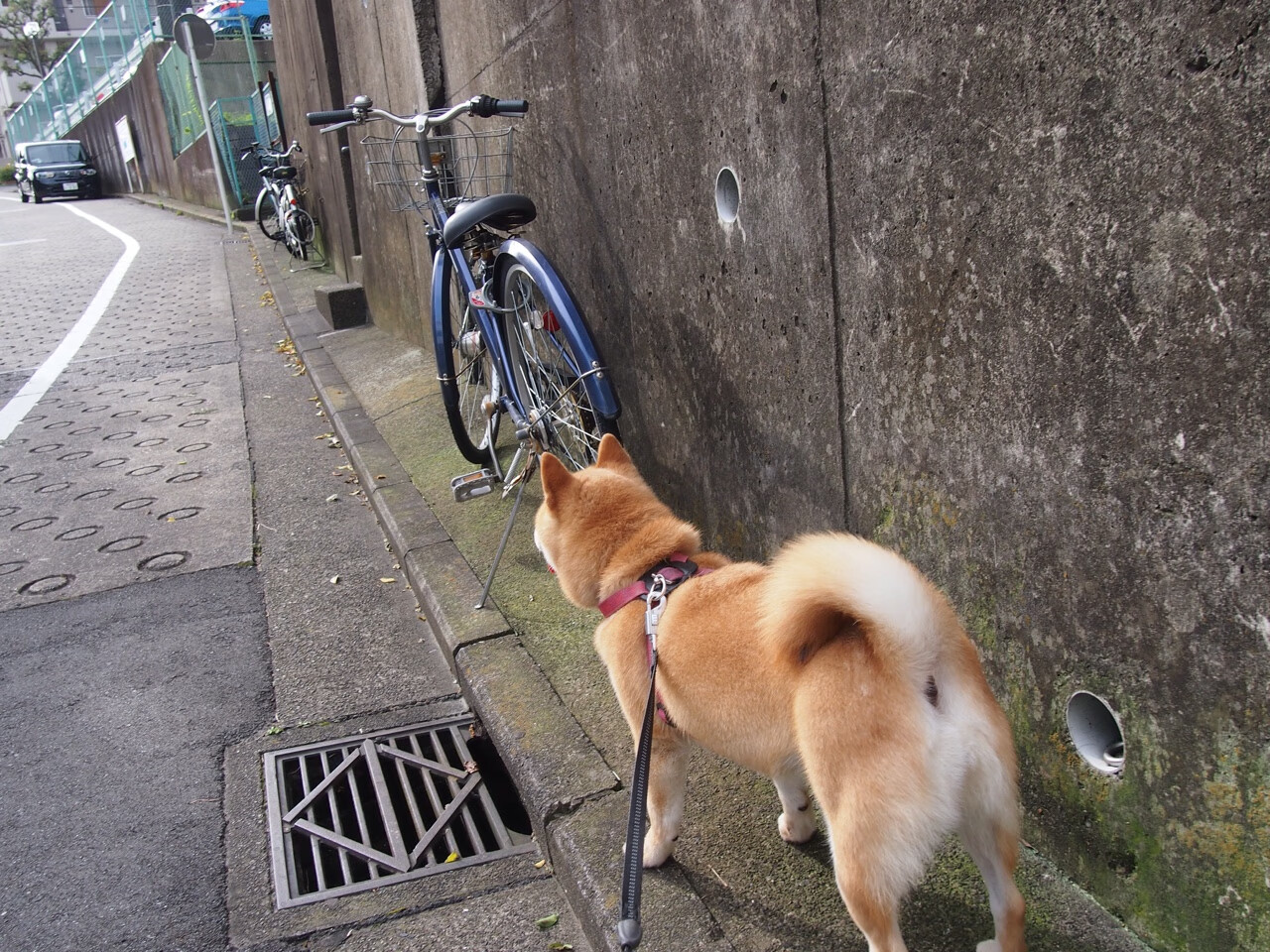 APEX英雄 青训营培养体系完善，apex英雄训练场在哪