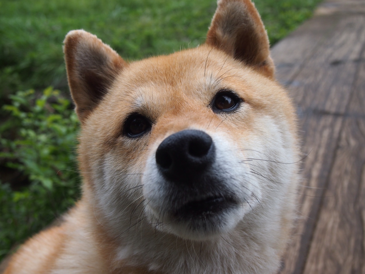 九游9游-“未来之星：青少年足球运动员崭露头角”，未来之星足球队的教练和小队员正在研究