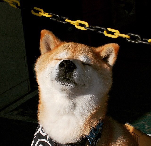 传统水袖舞狮比赛,文化盛宴里的运动魅力