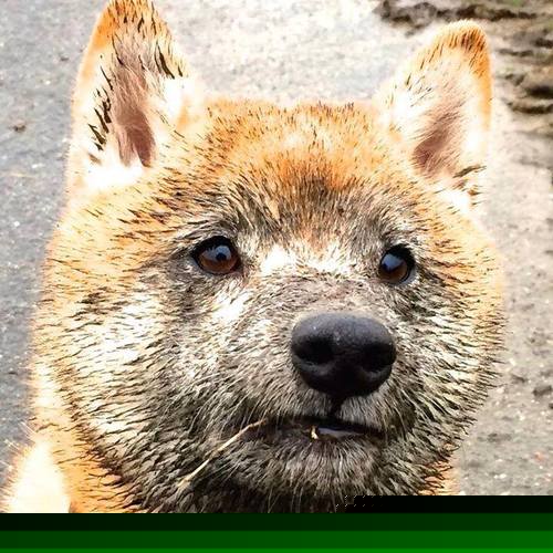 九游官网pc-团队火力：北京队助攻竟高达23次，配合天衣无缝！，北京队球员介绍