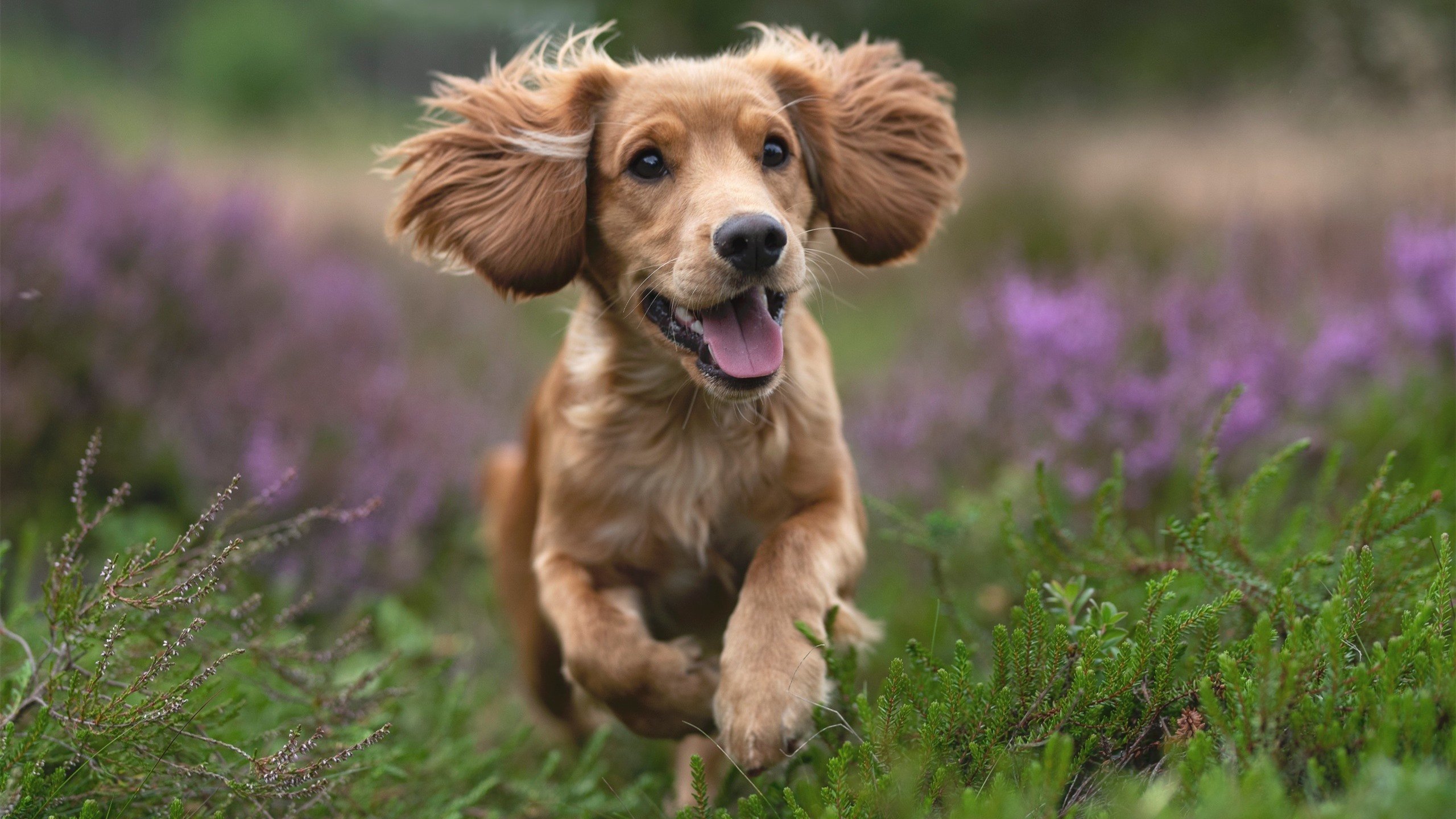 德国女子200米选手在预赛中表现出色,晋级半决赛,德国女子短跑名将