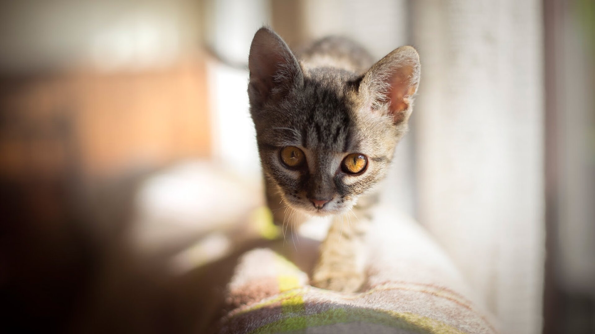 足球项目人才评价标准体系正式出台，足球选拔人才标准