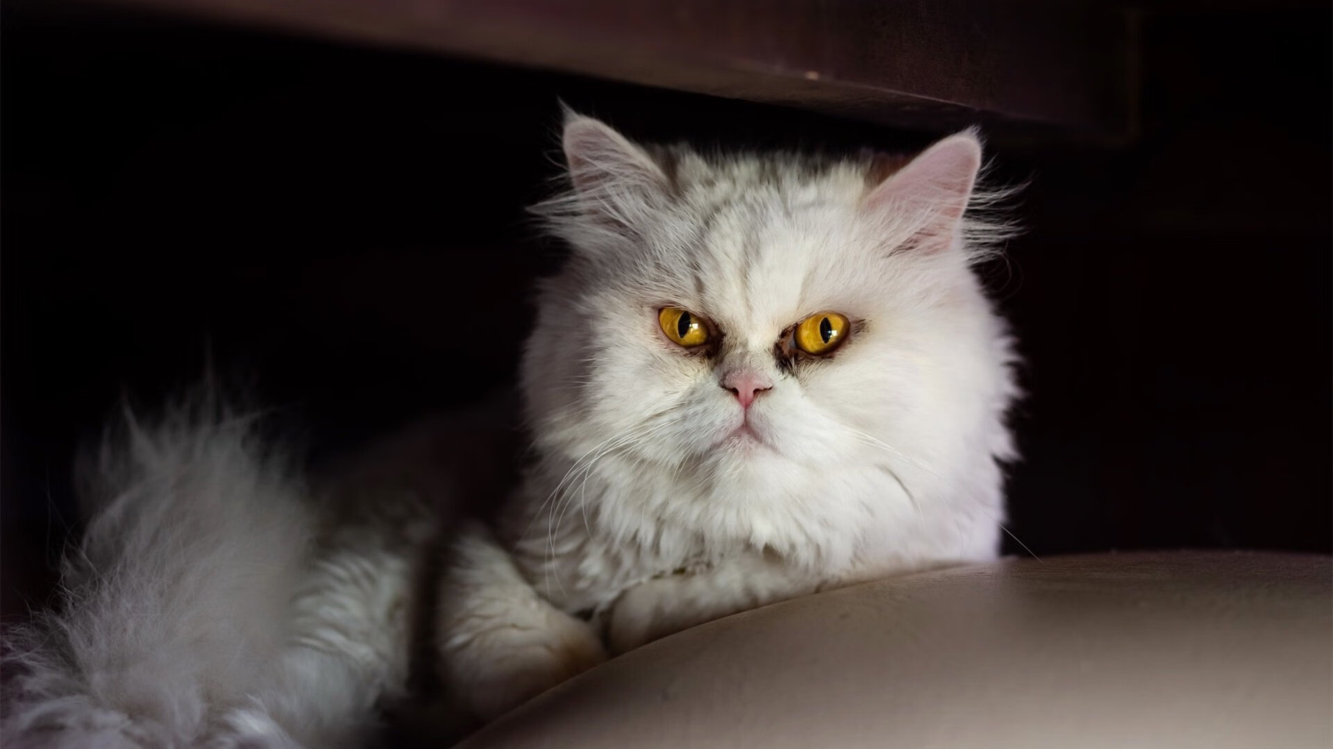 九游(jiuyou)官方网站-阿根廷反曲弓选手达米安·哈哈拉比亚夺得美洲资格赛铜牌