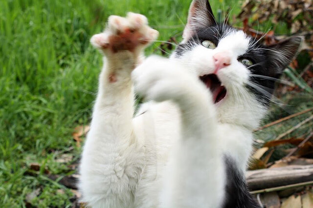 Jiuyou-LCK主办“电竞运动员心理健康日”活动