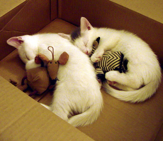 九游网游官网-上海久事教练团队战术布置精细，上海久事集团总经理是谁