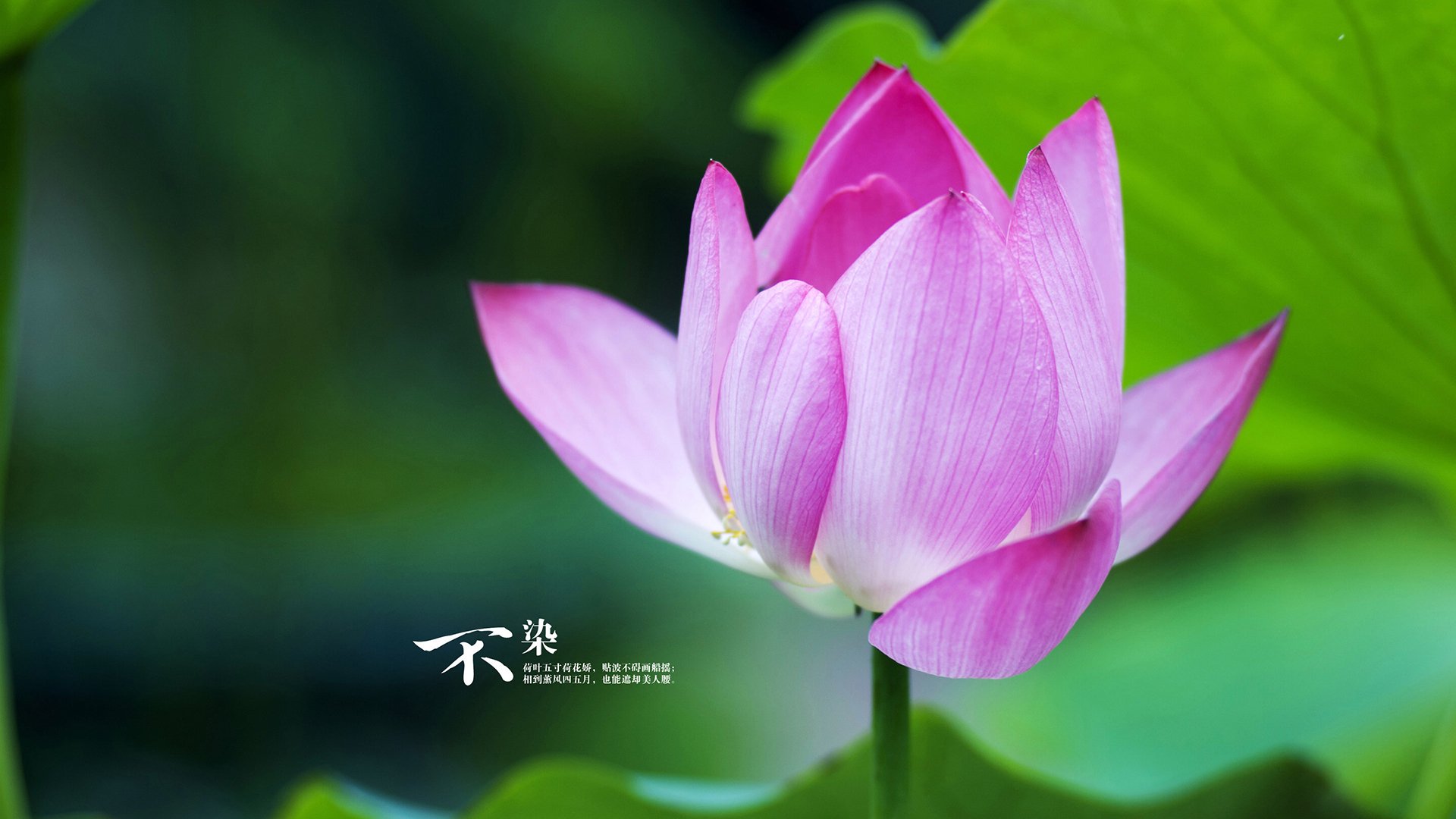 保利斯塔主场战绩稳健，保利斯塔嘉宝果介绍