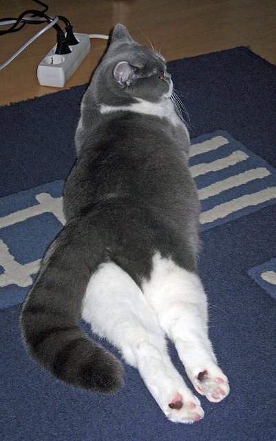 九游9游-凯撒酋长球员伤愈复出，助力球队冲击冠军，足坛 凯撒