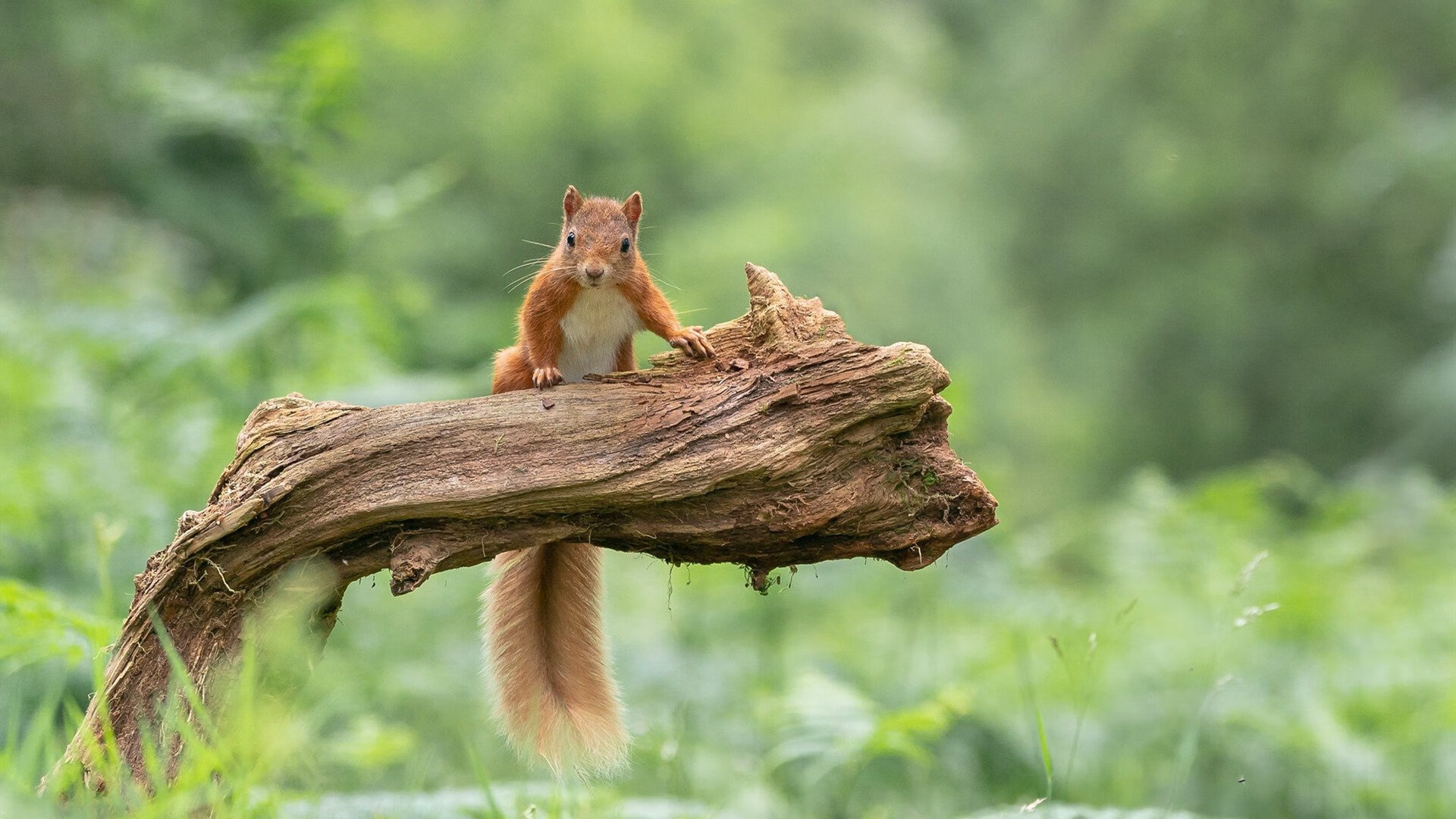 意大利国家队稳扎稳打,守住榜首位置,意大利国家队主力阵容2021