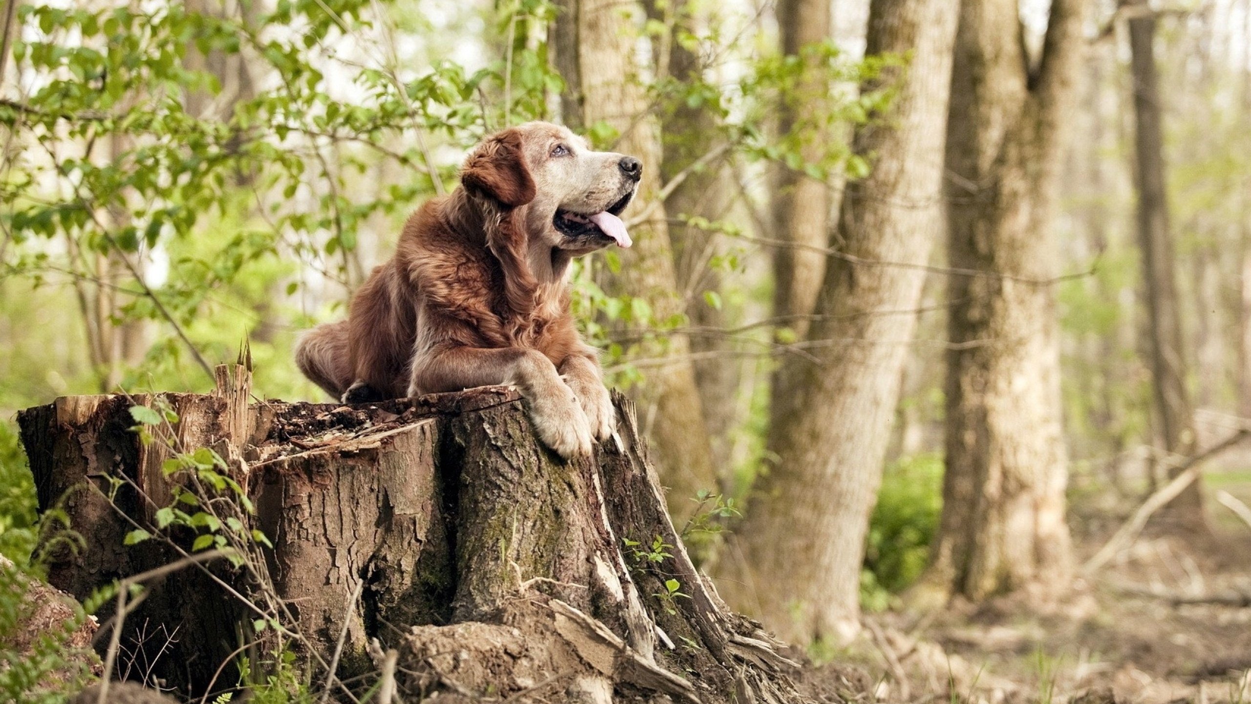 九游游戏中心-突发高尔夫球星退役消息，高尔夫运动员退役年龄