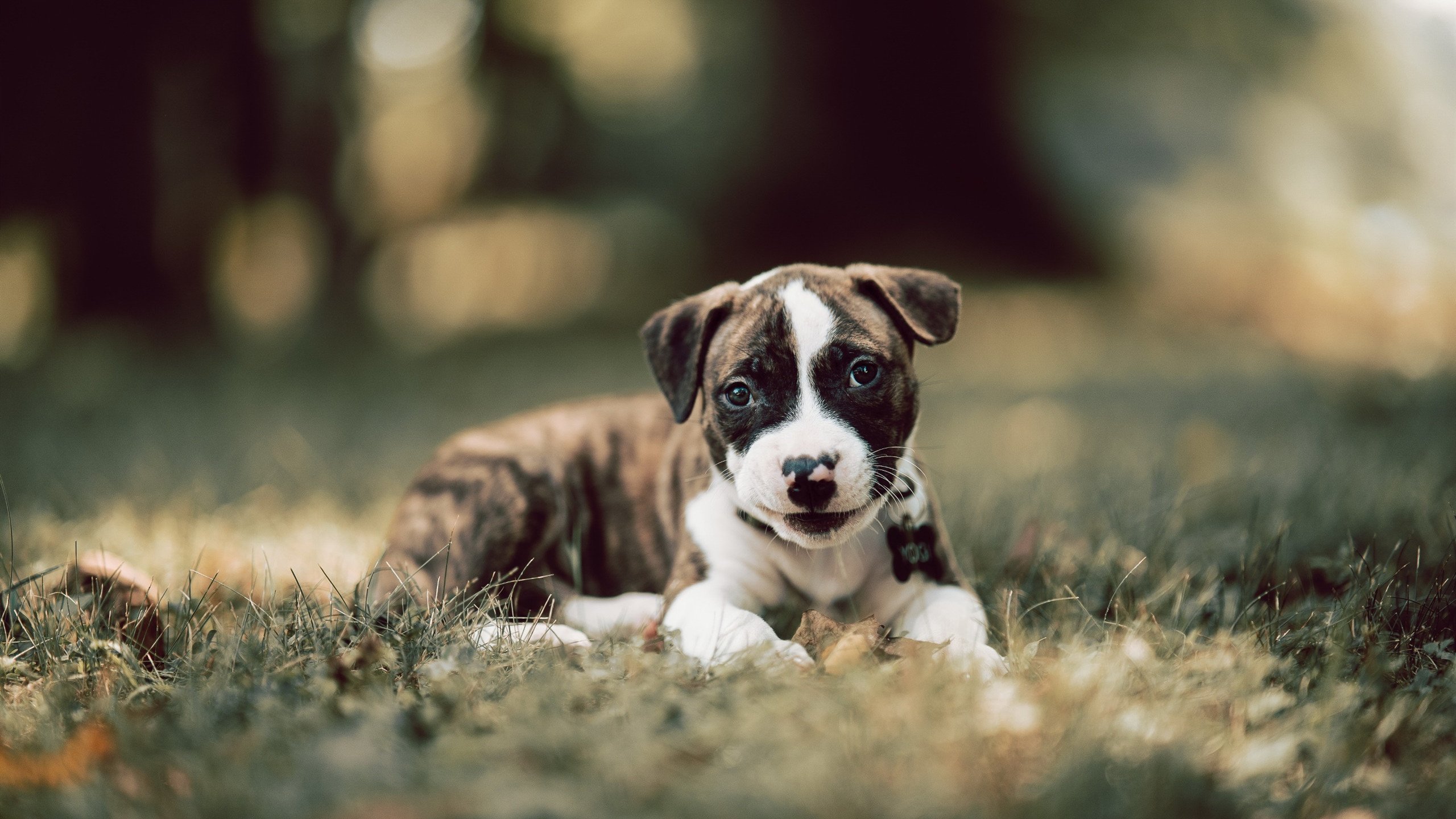 九游娱乐官网 (JIUYOU)-莱比锡客场-战胜科隆，奥尔莫尔进球梅开二度，莱比锡vs奥格斯堡