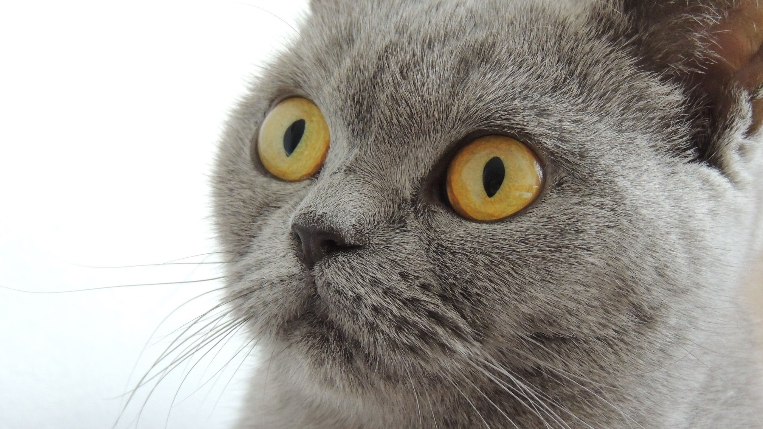 阿德莱德联士气高昂，连胜晋级四强，阿德莱德国际赛