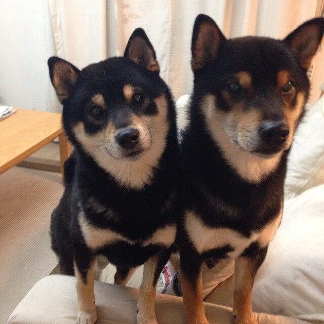 JiuyouAPP下载-阿森纳老将发威，带领球队逆转胜利，阿森纳现任老板