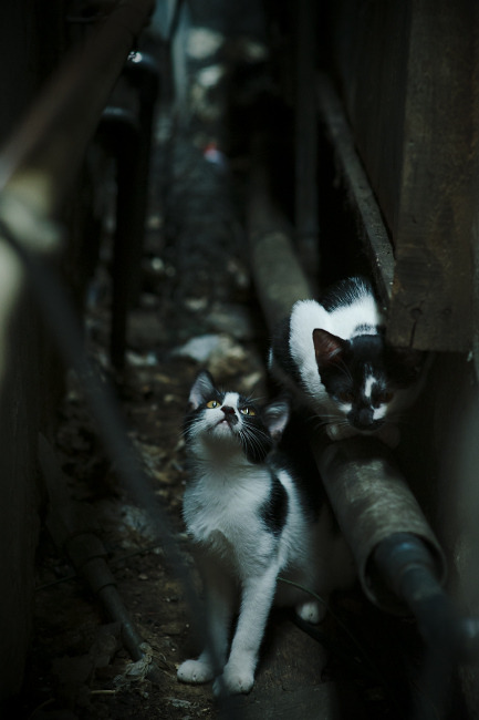 CBA联赛加强裁判培训 确保比赛公平公正，cba裁判考试流程