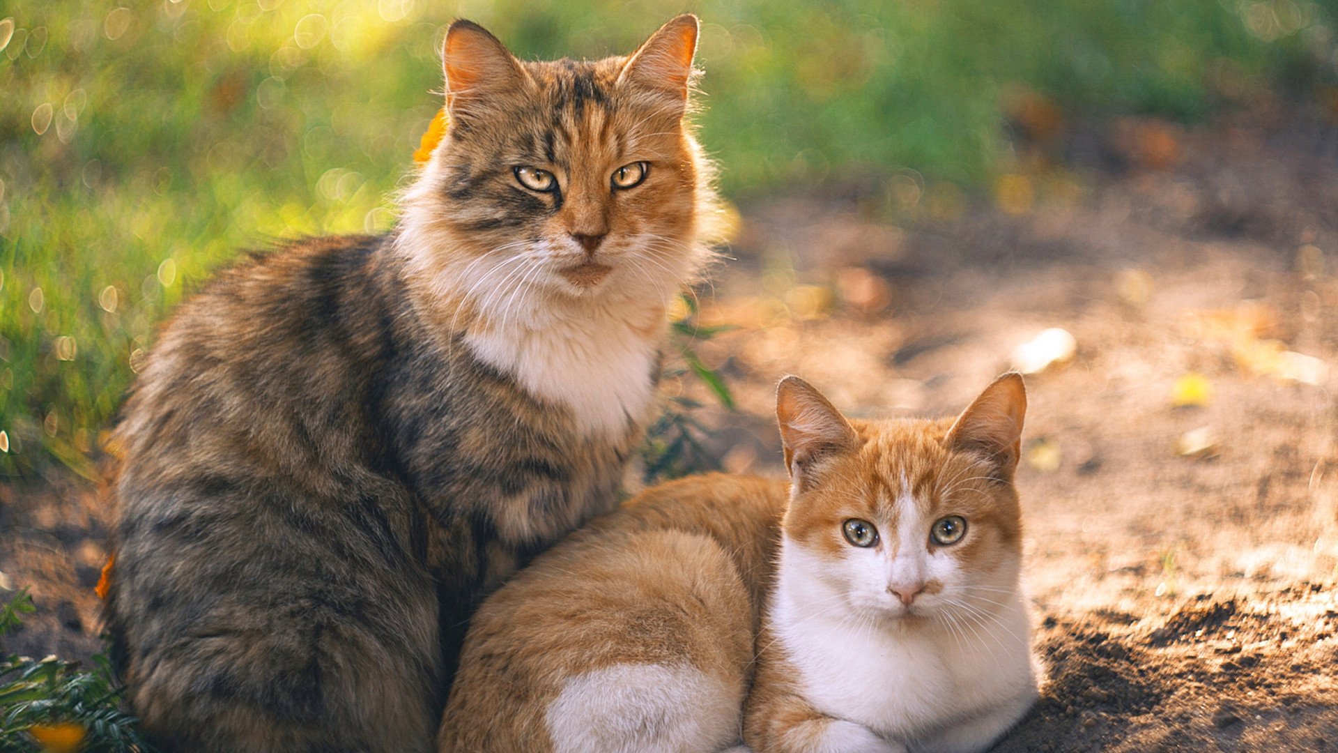 博卡青年防守端出现漏洞，被本菲卡抓住，博卡青年队主场在哪儿
