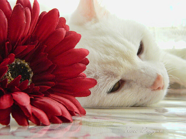 电竞内容创作热潮不断选手自媒体影响力飙升,知名电竞媒体