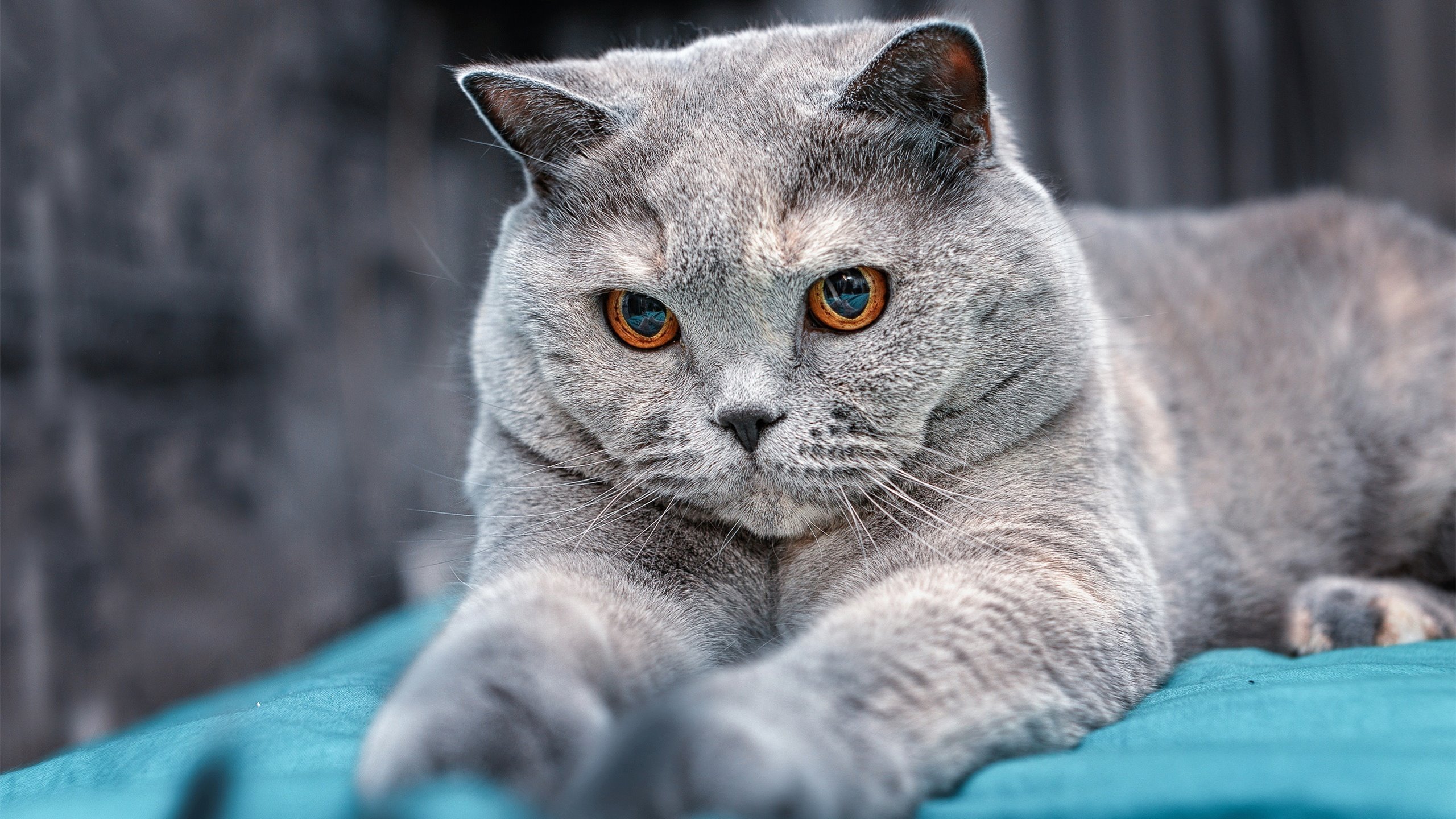 JiuyouAPP下载-女子国家队强化边路进攻训练提升战术多样化，女子国家队队员