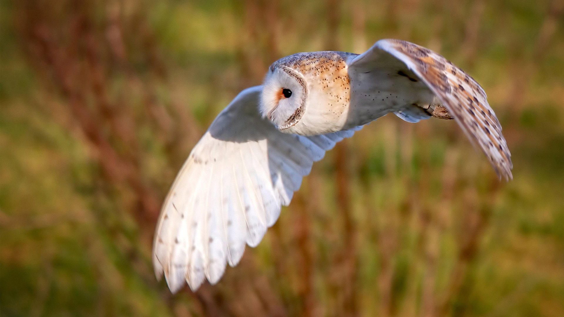 特色足球产业园区建设不断加快，打造产业链闭环生态，足球特色园申报