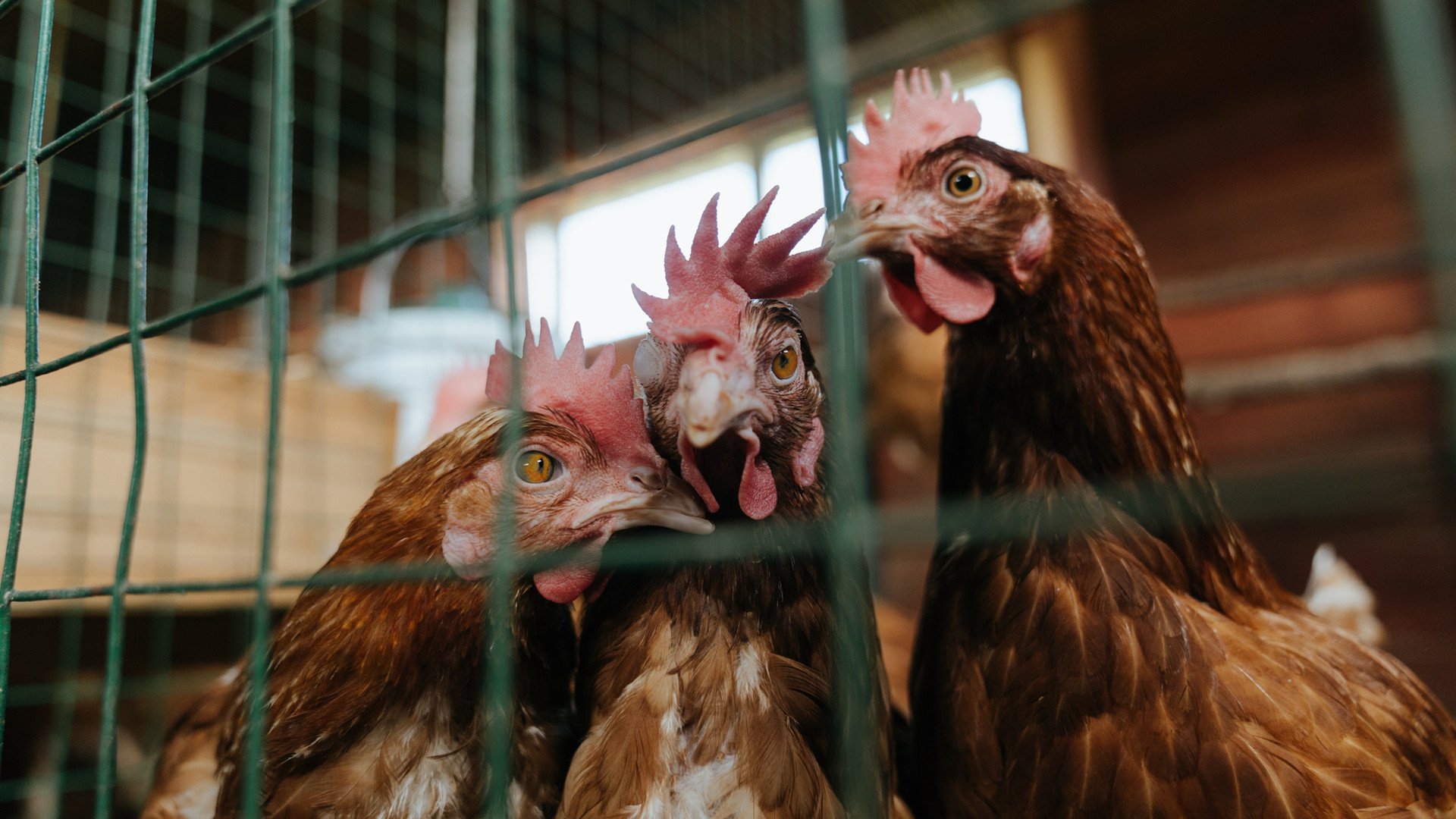 JiuyouAPP下载-青少年球员跨区域选拔机制建立保障公平竞争环境，青少年球员转会规定